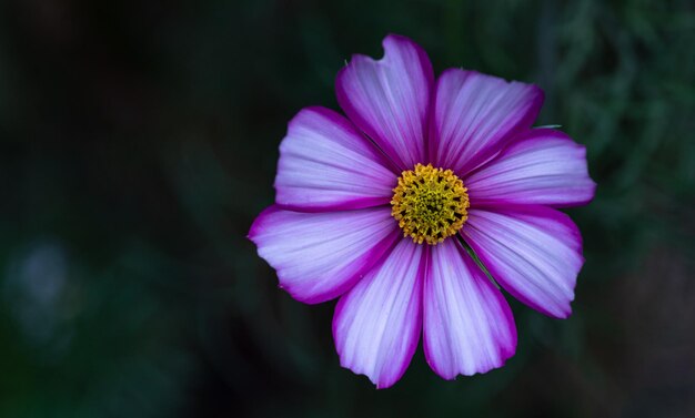 Flowers of cosmea macro Purple flowers with a yellow center are close