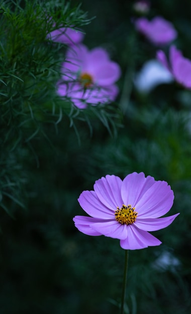 Flowers of cosmea macro Purple flowers with a yellow center are close