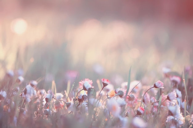 flowers daisies background summer nature, field green flowering colorful daisies