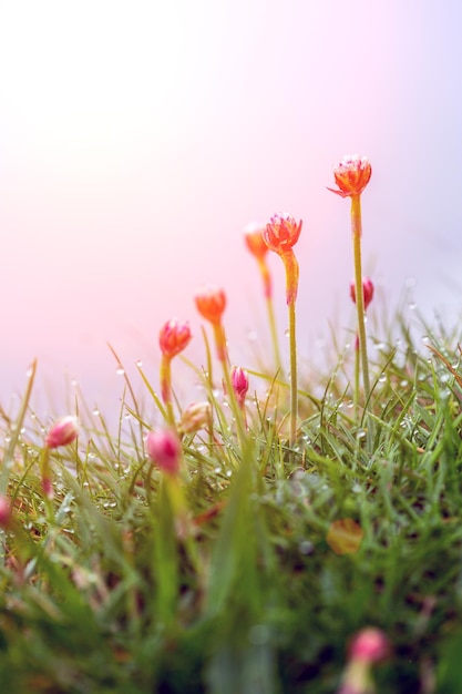 Flowers in the dew at dawn