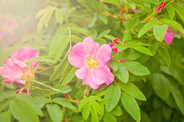 Flowers of dog-rose rosehip growing in nature