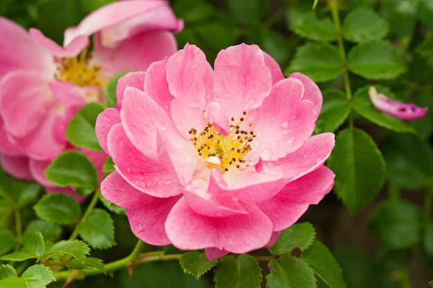 Flowers of dogrose rosehip growing in nature