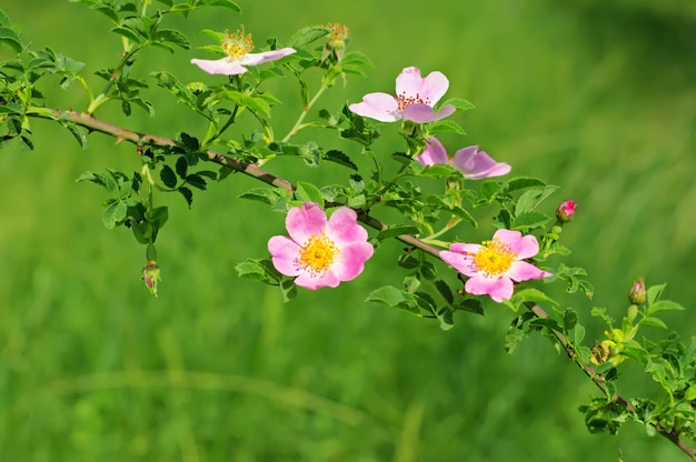 Flowers of dogrose rosehip growing in nature