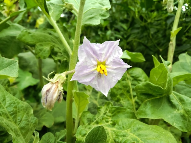 Flowers of the eggplant in the garden. nice purple wild eggplant flowers blooming.