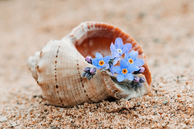 Flowers in an empty seashell.Summer concept.