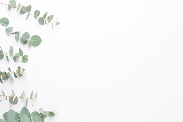 Flowers and eucaaliptus composition. Pattern made of various colorful flowers on white background. Flat lay stiil life.