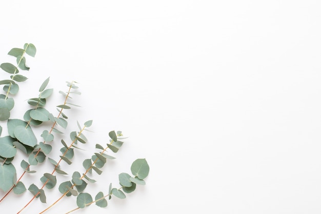 Flowers and eucaaliptus composition. Pattern made of various colorful flowers on white background. Flat lay stiil life.