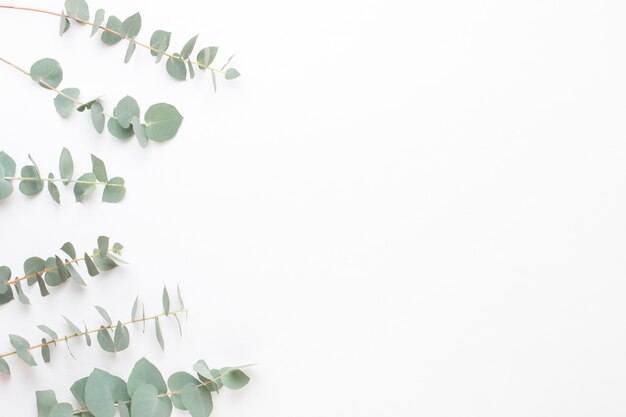 Flowers and eucaaliptus composition. Pattern made of various colorful flowers on white background. Flat lay stiil life.