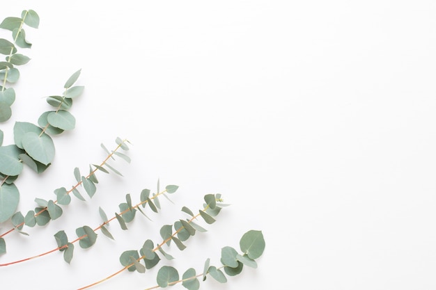 Flowers and eucalyptus composition