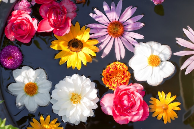 Flowers floating in a pond