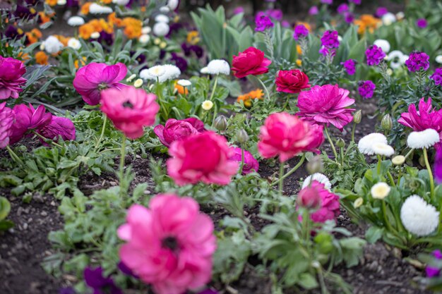 Flowers in a flowerbed in the park