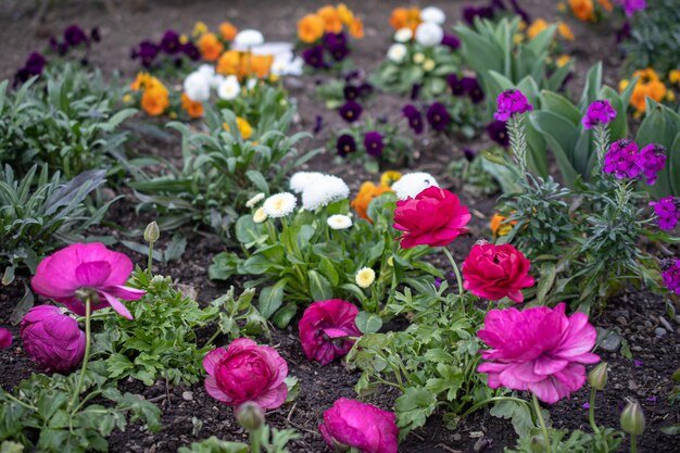 Flowers in a flowerbed in the park