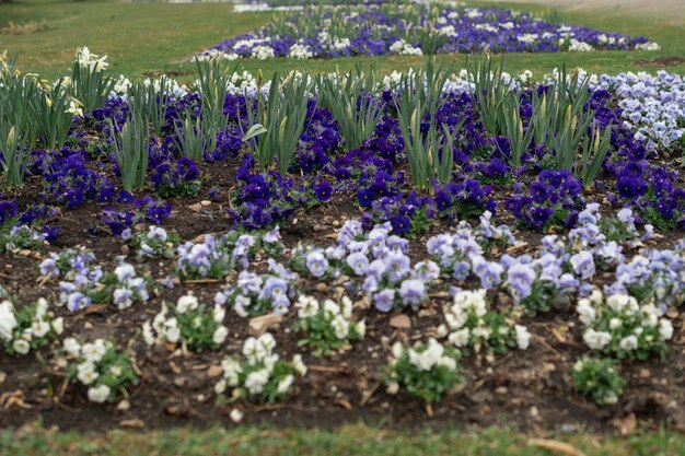 Flowers in a flowerbed in the park