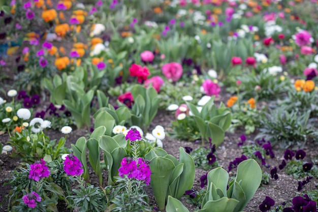 Flowers in a flowerbed in the park