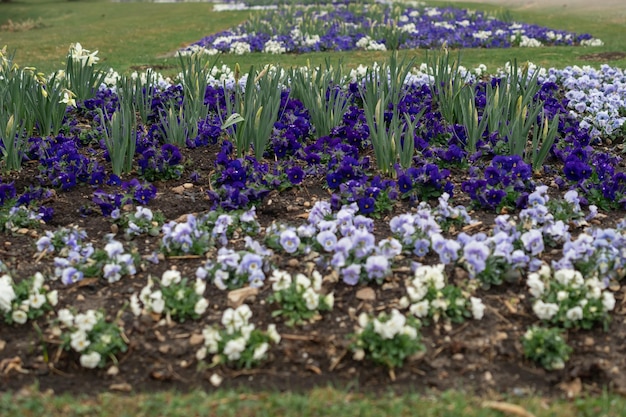 Flowers in a flowerbed in the park