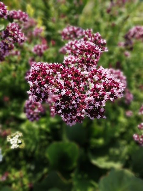 Flowers of fragrant oregano in the garden, honey plant attracting bees