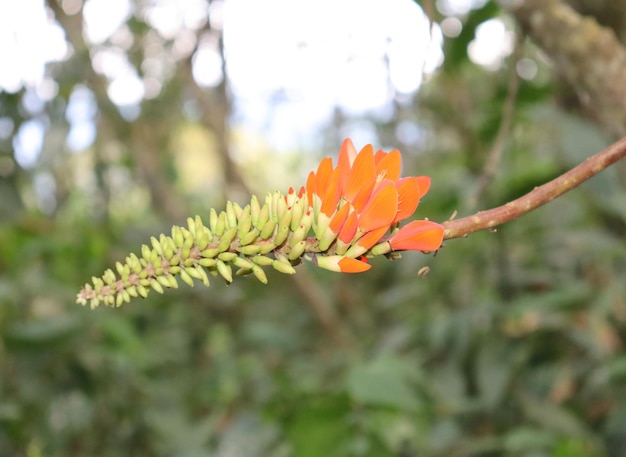 Flowers and fruits on the branches of tropical trees and plants