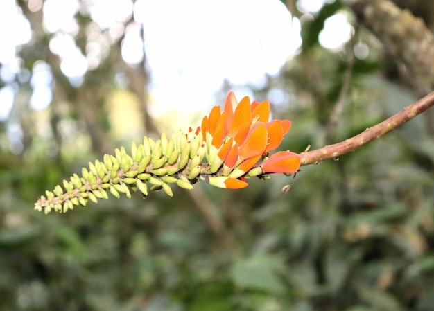 Flowers and fruits on the branches of tropical trees and plants