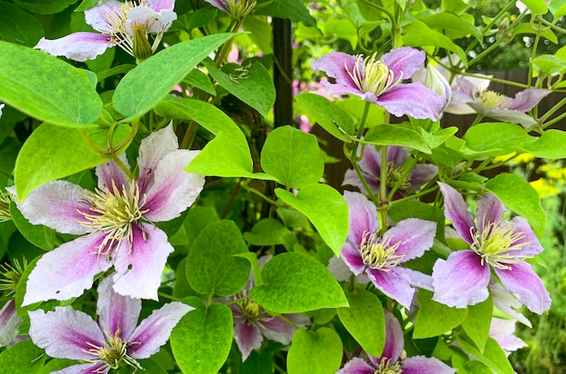 Flowers of garden clematis on green bush. Studio Photo.