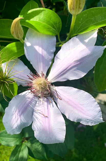 Flowers of garden clematis on green bush. Studio Photo.