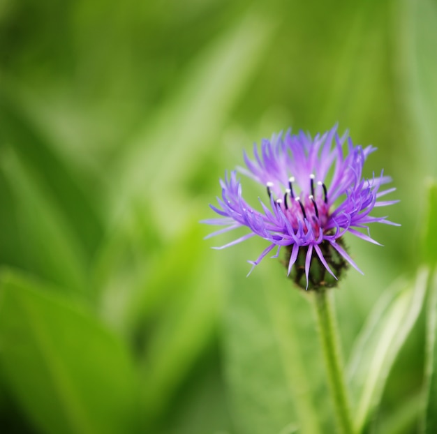 Flowers in a garden close up picture