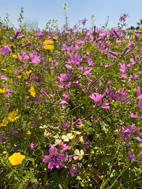 Flowers in the garden on a sunny day