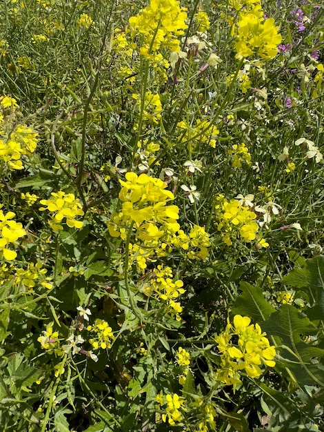 Flowers in the garden on a sunny day