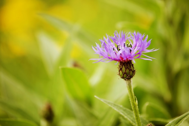 Flowers in a garden