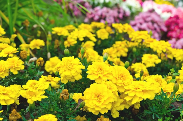 Flowers in garden