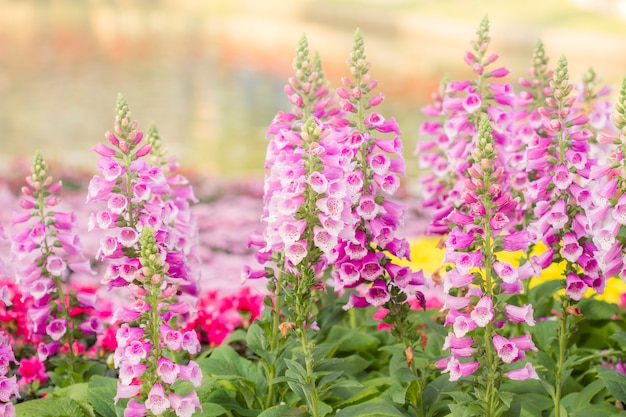 Flowers in the garden