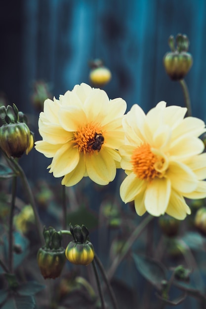 Flowers in the garden.