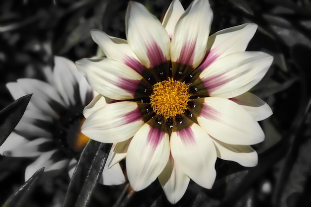 Flowers in the gardens Rivadavia Galicia Spain Grazania rigens