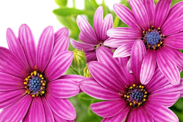 Flowers of Gazania. (Splendens genus asteraceae) .