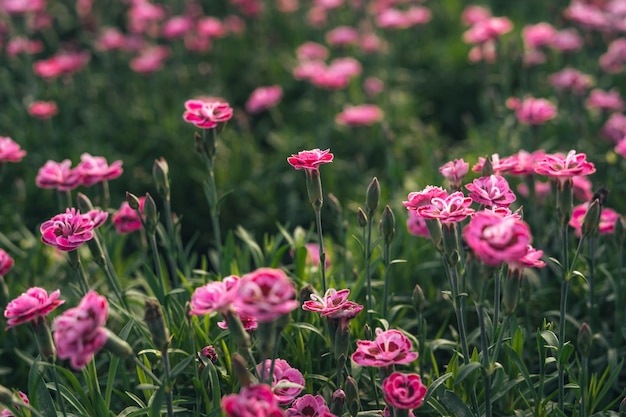 Flowers in the greenhouseFlower garden pattern in a spring greenhouse