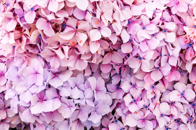 Flowers growing in garden, closeup. Beautiful natural Wallpaper of Flowering bush with hydrangea