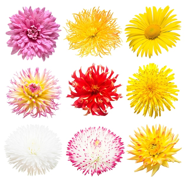 Flowers head collection of beautiful daisy calendula gerbera chrysanthemum dahlia chamomile isolated on white background Card Easter Spring time set Flat lay top view