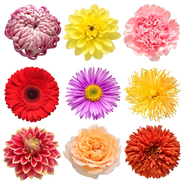 Photo flowers head collection of beautiful gerbera aster daisy carnation rose chrysanthemum dahlia