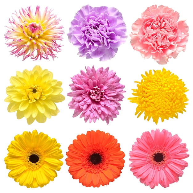 Photo flowers head collection of beautiful gerbera daisy carnation chrysanthemum dahlia