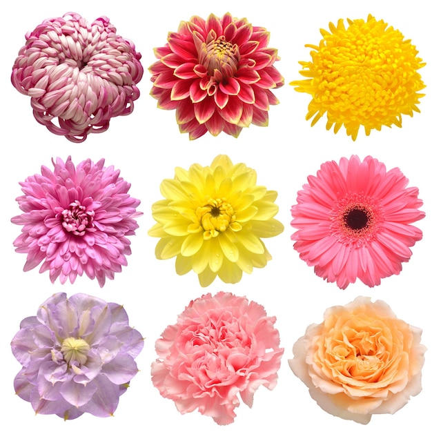 Photo flowers head collection of beautiful gerbera rose clematis daisy carnation chrysanthemum dahlia