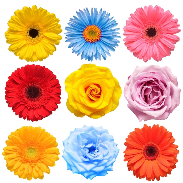 Flowers head collection of beautiful rose daisy gerbera chrysanthemum chamomile isolated on white background Card Easter Spring time set Flat lay top view