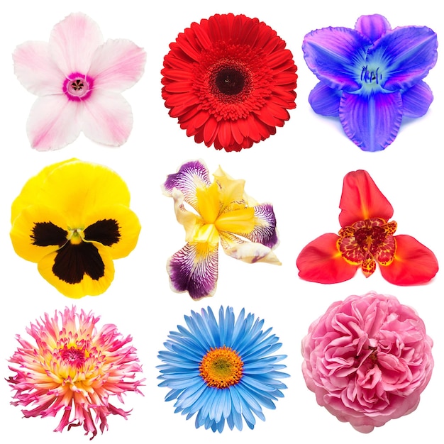 Flowers head collection of beautiful tigridia daylily cyclamen gerbera iris pansies rose dahlia isolated on white background Card Easter Spring time set Flat lay top view