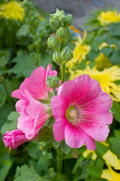 Flowers Holly Hock in the garden