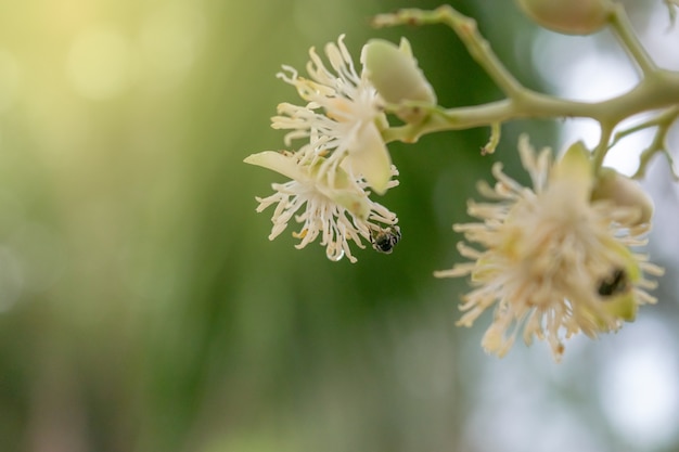 Flowers and Insects.