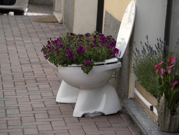 Flowers inside a toilet