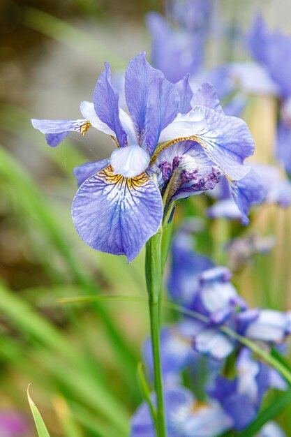 Flowers irises on a background of grass