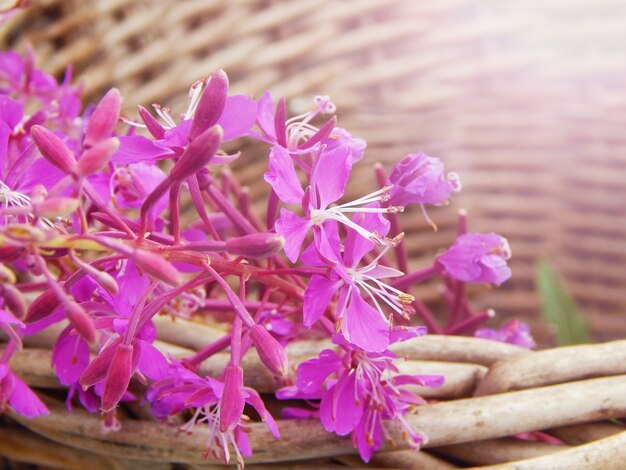 Flowers Ivan tea in a wicker basket. Flowers narrow-leaves Cyprus