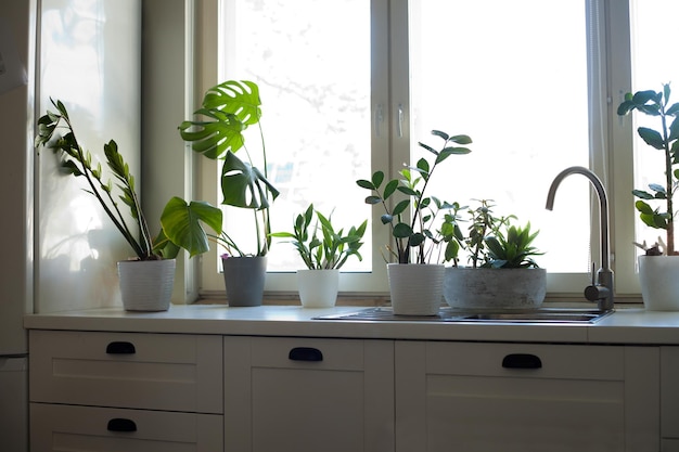 Flowers at kitchen near window houseplant in flower pot at room in apartment with modern interior