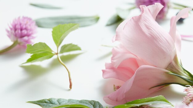 Flowers and leaves on a white surface