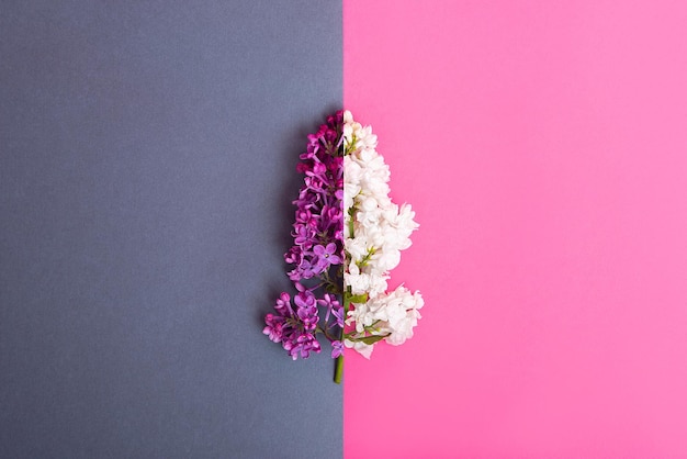 Flowers lilac white and purple on a double background of gray and pink spring bouquet