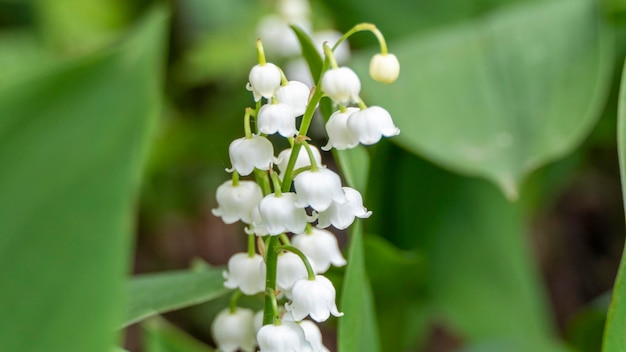 Flowers lilies of the valley closeup on a spring meadow